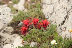 Kerry's Indian paintbrush (Castilleja kerryana)