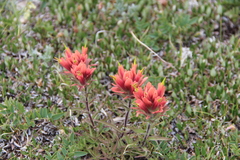 Kerry's Indian paintbrush (Castilleja kerryana)