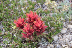 Kerry's Indian paintbrush (Castilleja kerryana)