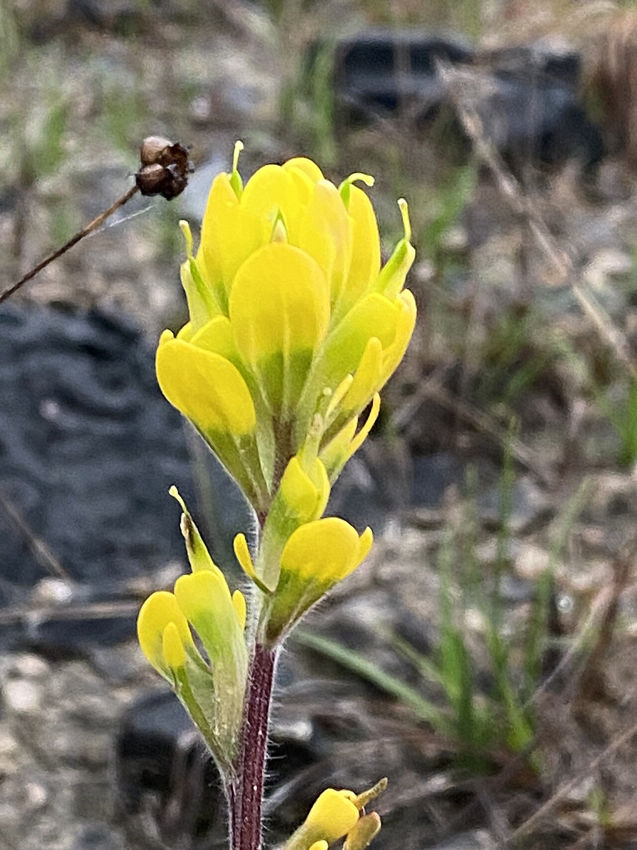 Cahaba Indian paintbrush: Castilleja kraliana up close.