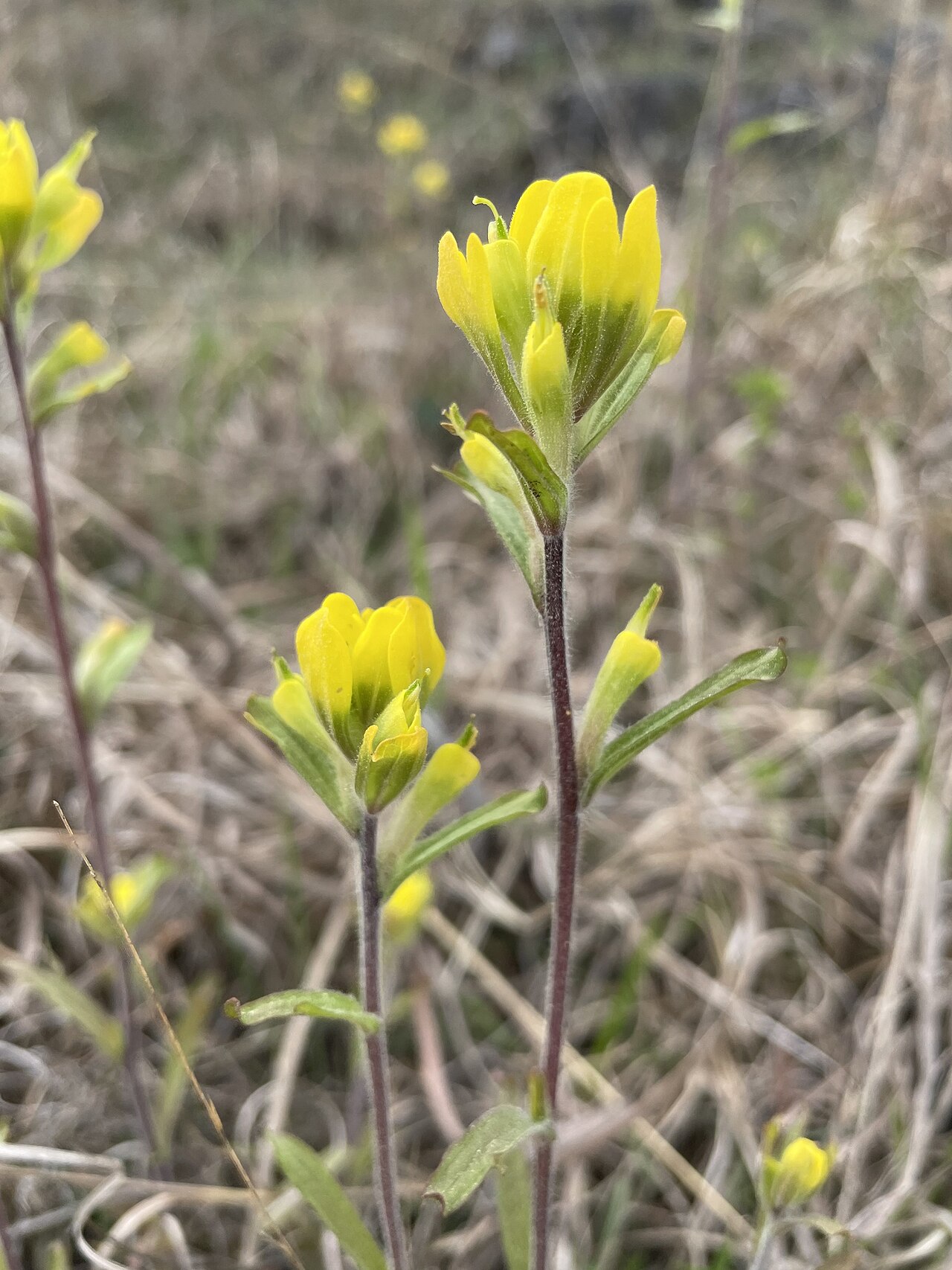 Cahaba Indian paintbrush: Castilleja kraliana blooming in Bibb County, Alabama, US
