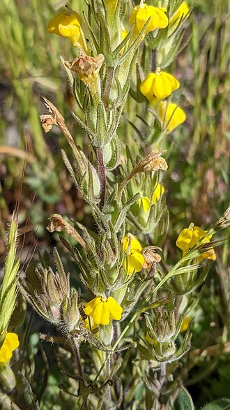 Cutleaf Indian paintbrush: Castilleja lacera blooming in the Sierra National Forest, Madera County, California, US