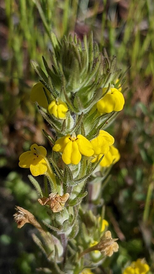 Cutleaf Indian paintbrush: Castilleja lacera blooming in the Sierra National Forest, Madera County, California, US