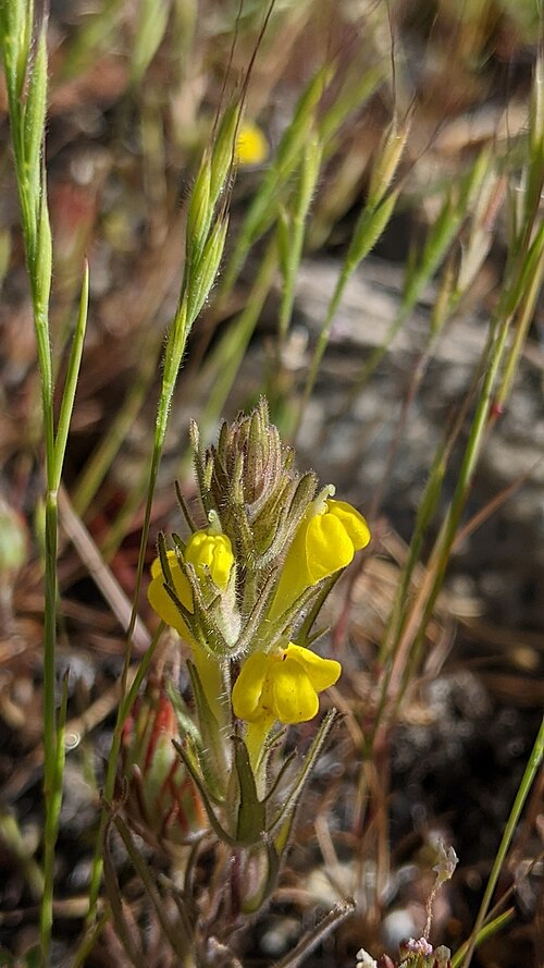 Cutleaf Indian paintbrush: Castilleja lacera blooming in the Sierra National Forest, Madera County, California, US