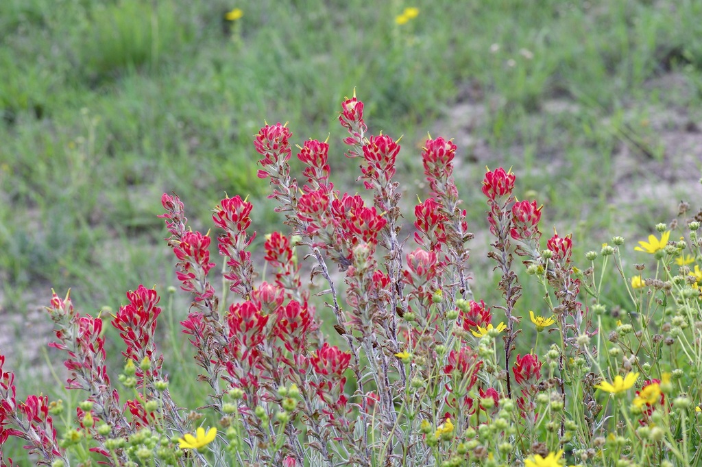 Sierra woolly Indian paintbrush (Castilleja lanata)