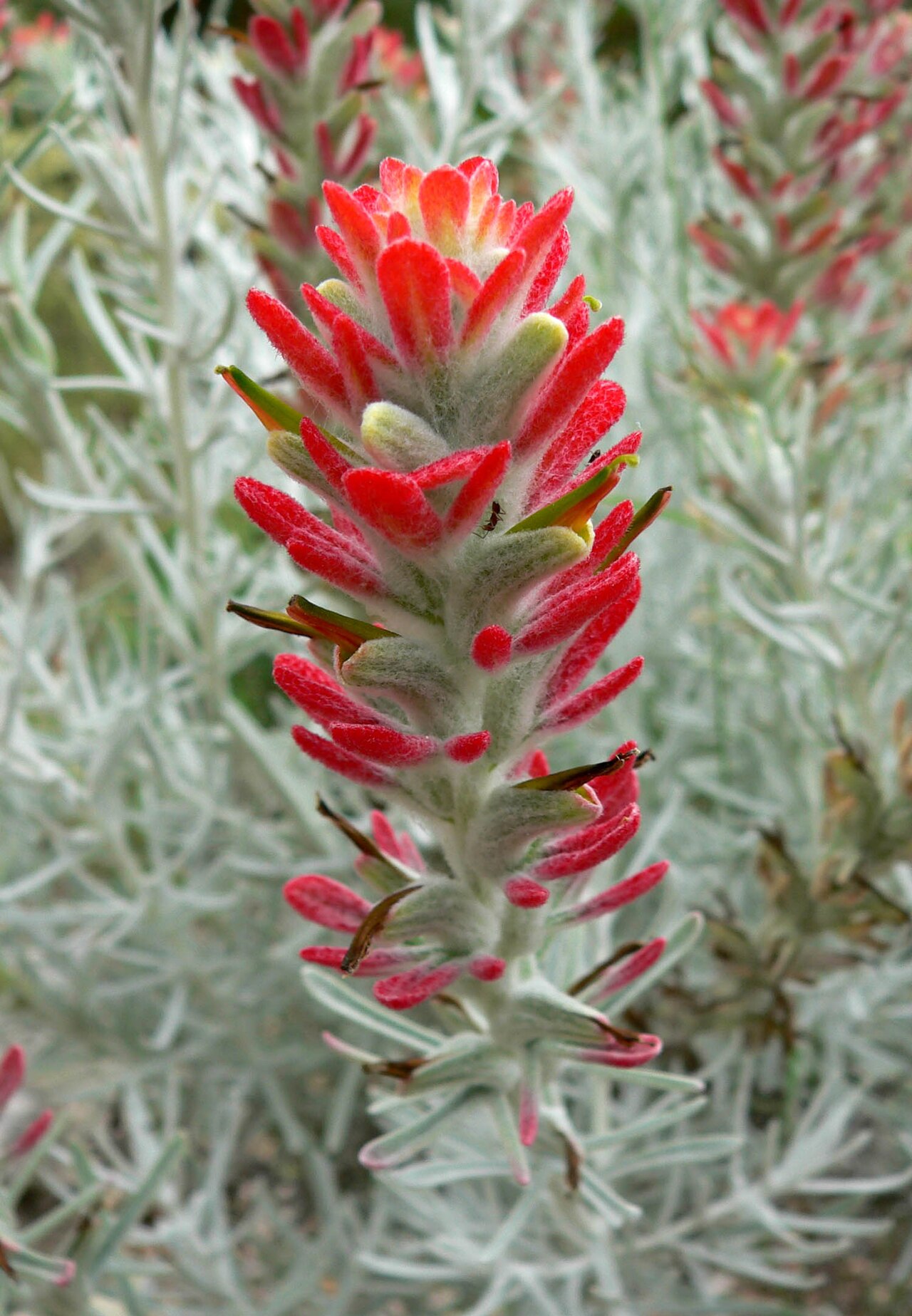 Sierra woolly Indian paintbrush: Photo of Castilleja lanata ssp. hololeuca at the University of California Botanical Garden