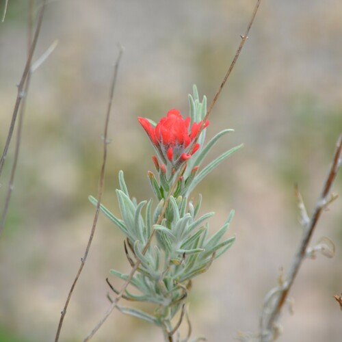 Sierra woolly Indian paintbrush (Castilleja lanata)