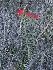 Sierra woolly Indian paintbrush (Castilleja lanata)