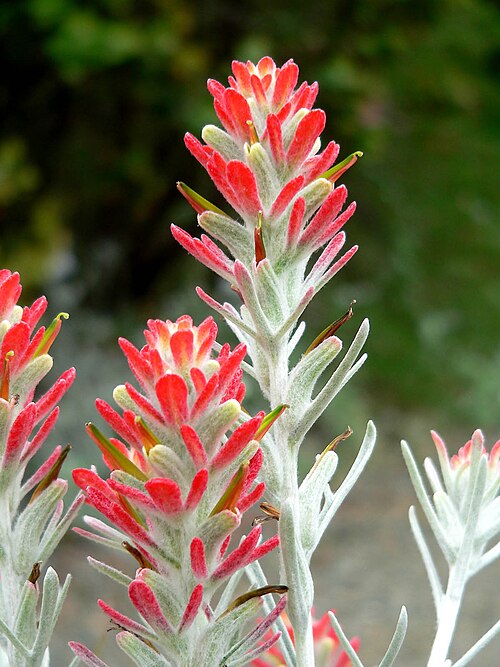 Sierra woolly Indian paintbrush: Photo of Castilleja lanata ssp. hololeuca at the University of California Botanical Garden