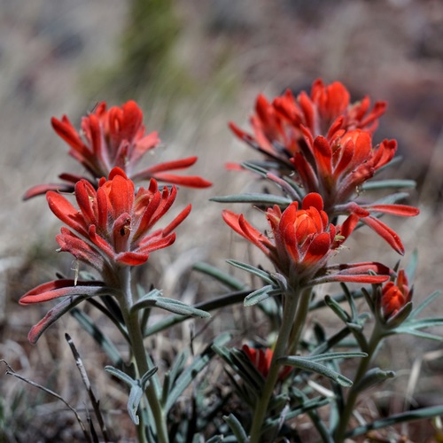 Sierra woolly Indian paintbrush (Castilleja lanata)