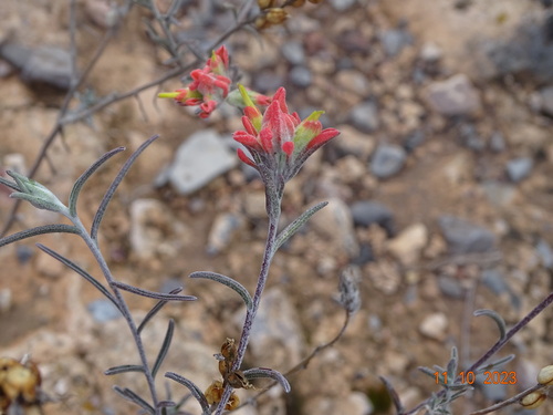 Sierra woolly Indian paintbrush (Castilleja lanata)