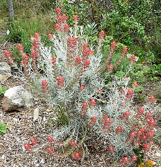 Sierra woolly Indian paintbrush: Photo of Castilleja lanata ssp. hololeuca at the University of California Botanical Garden
