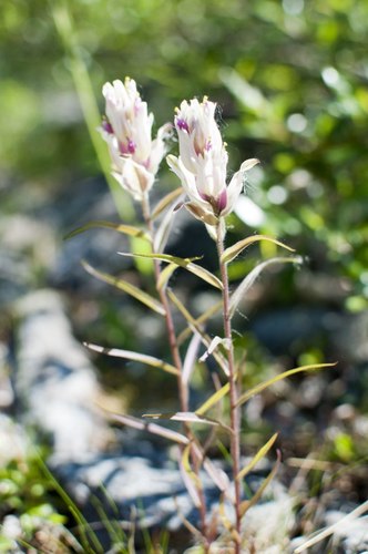 Castilleja lapponica (Castilleja lapponica)