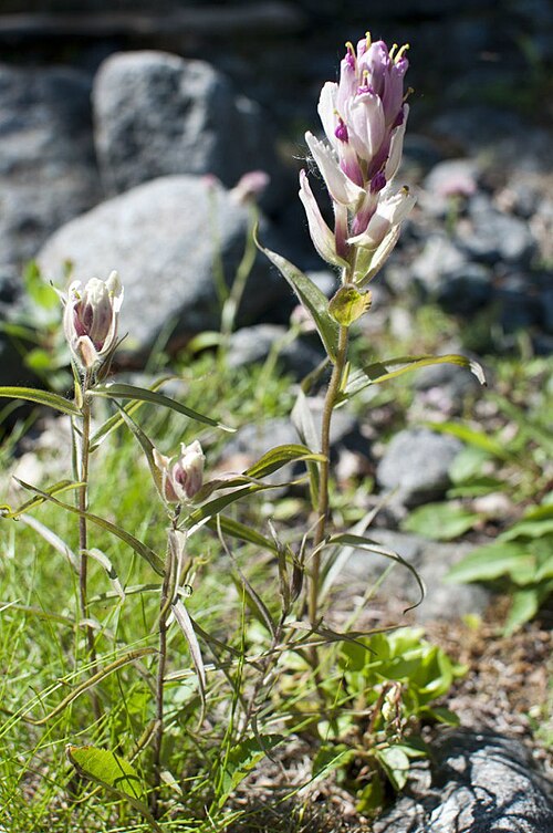 Castilleja lapponica: Castilleja lapponica
