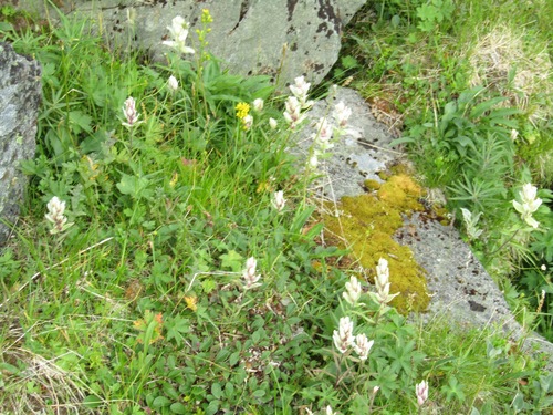 Castilleja lapponica (Castilleja lapponica)