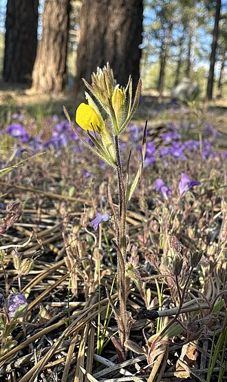 San Bernardino Mountains Indian paintbrush: Castilleja lasiorhyncha San Bernardino Mountains owl's-clover, blooming with purple Phacelia exilis , Transverse Range phacelia in the San Bernardino Mountains,