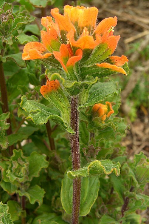 Monterey Indian paintbrush: Castilleja latifolia in Point Lobos State Park, California, USA
