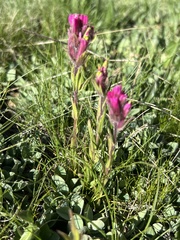 Lemmon's Indian paintbrush (Castilleja lemmonii)