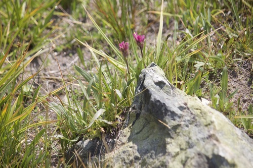 Lemmon's Indian paintbrush (Castilleja lemmonii)