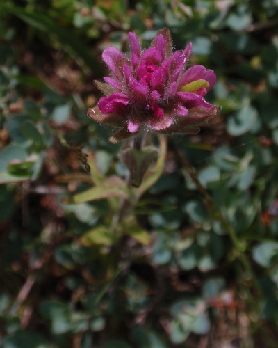 Lemmon's Indian paintbrush (Castilleja lemmonii)
