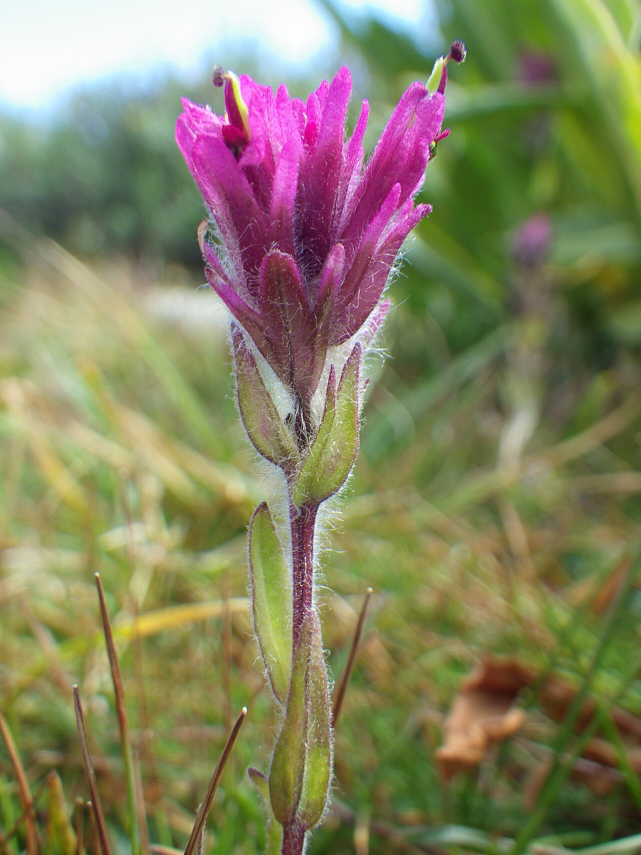 Lemmon's Indian paintbrush: Even during a dry year, this mainly Sierra Nevada paintbrush remains quite attractive. The purplish red flowers combined with the glanular foliage are distincti