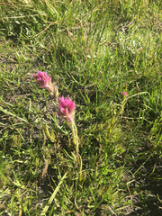 Lemmon's Indian paintbrush (Castilleja lemmonii)