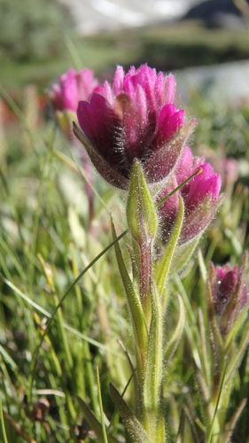 Lemmon's Indian paintbrush (Castilleja lemmonii)
