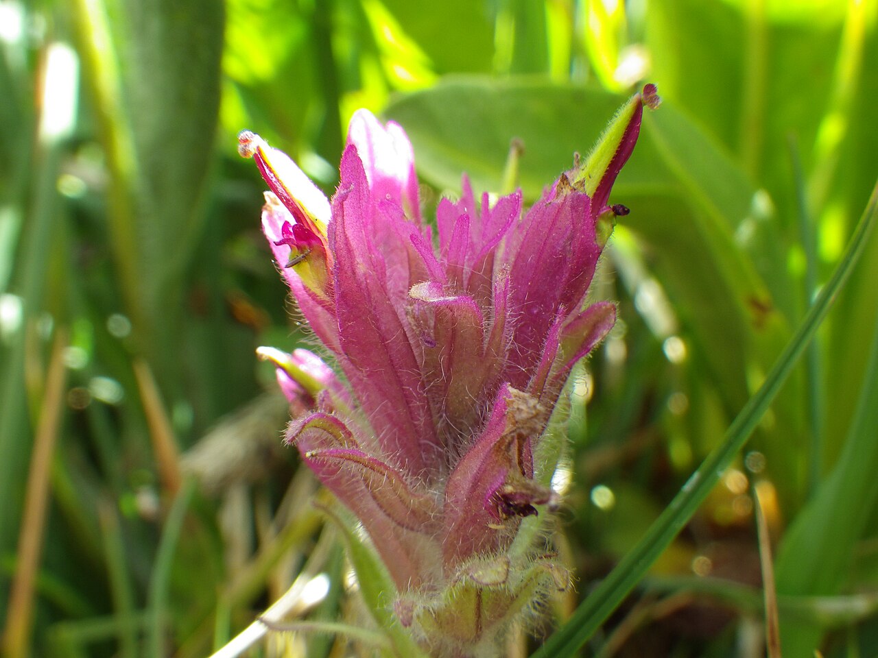 Lemmon's Indian paintbrush: Even during a dry year, this mainly Sierra Nevada paintbrush remains quite attractive. The purplish red flowers combined with the glanular foliage are distincti