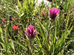 Lemmon's Indian paintbrush (Castilleja lemmonii)