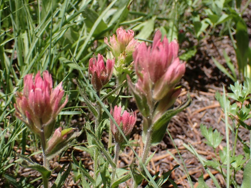 Lemmon's Indian paintbrush (Castilleja lemmonii)