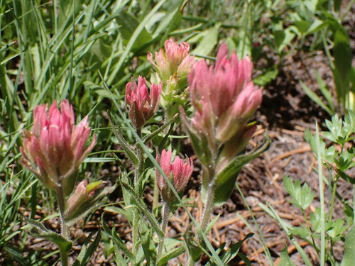 Lemmon's Indian paintbrush (Castilleja lemmonii)