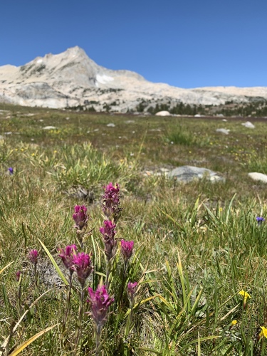Lemmon's Indian paintbrush (Castilleja lemmonii)