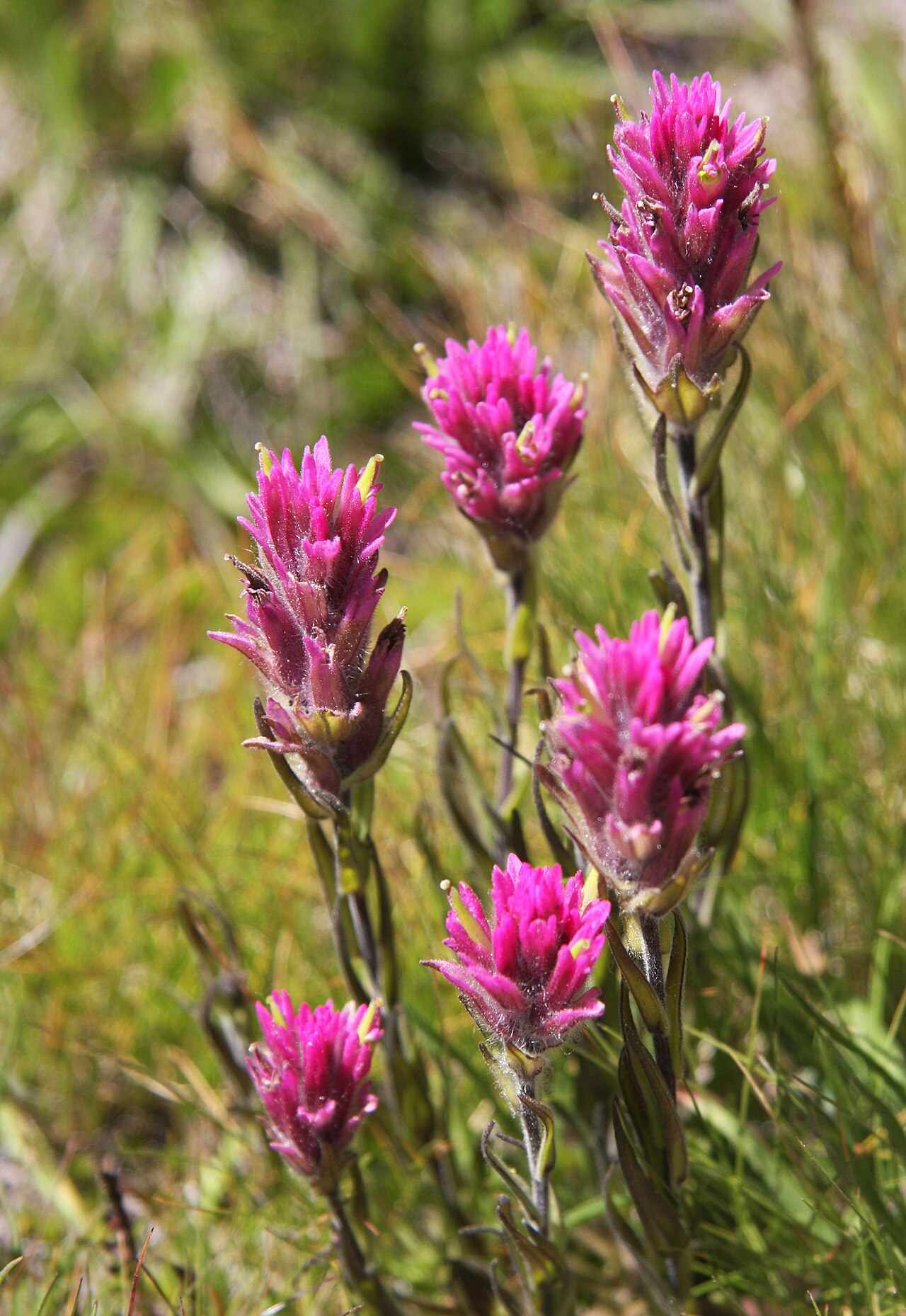 Lemmon's Indian paintbrush: Meadow paintbrush (Castilleja lemmonii), cluster of plants. At 10,200ft by Summit Lake, Hoover Wilderness, Sierra Nevada USA.