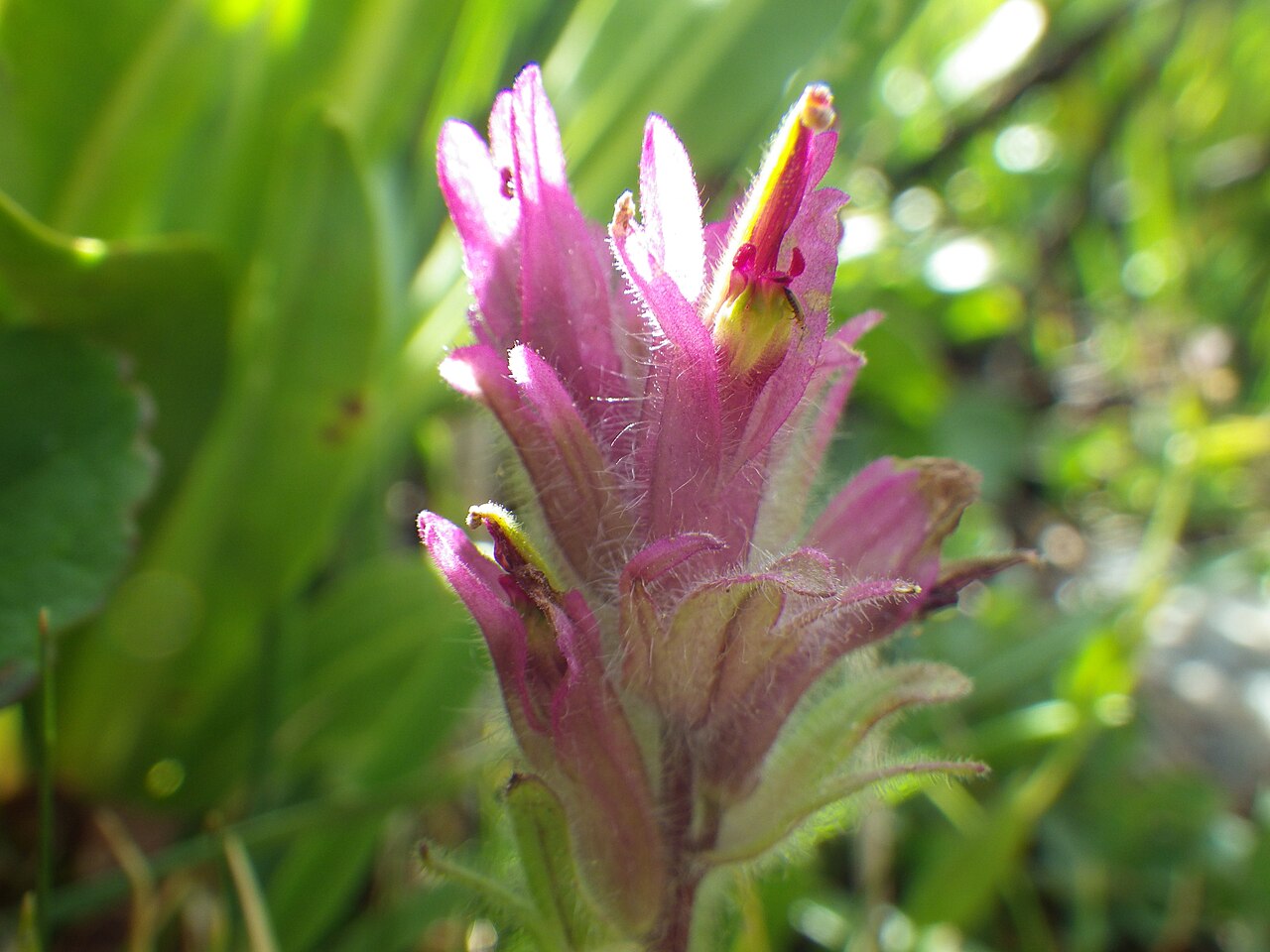 Lemmon's Indian paintbrush: Even during a dry year, this mainly Sierra Nevada paintbrush remains quite attractive. The purplish red flowers combined with the glanular foliage are distincti