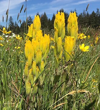 Golden Indian paintbrush: Castilleja levisecta, Glacial Heritage Preserve, Washington State, USA