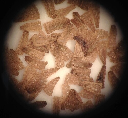Golden Indian paintbrush: Seeds of putative Castilleja levisecta × Castilleja hispida individual - University of Washington Terrestrial Restoration Ecology Lab