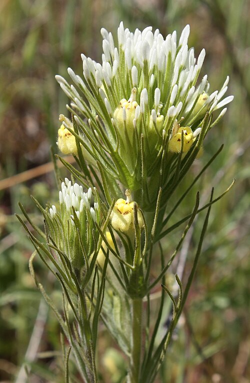 Castilleja lineariloba: Castilleja lineariiloba flower