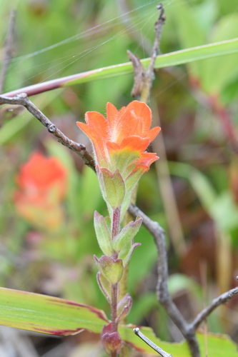 Castilleja litoralis (Castilleja litoralis)
