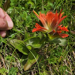 Castilleja litoralis (Castilleja litoralis)