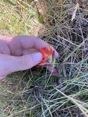 Castilleja litoralis (Castilleja litoralis)