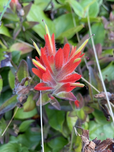 Castilleja litoralis (Castilleja litoralis)