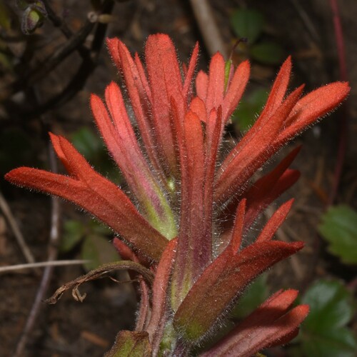Castilleja litoralis (Castilleja litoralis)