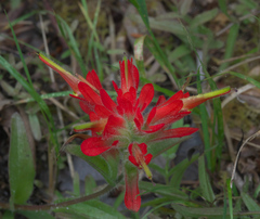 Castilleja litoralis (Castilleja litoralis)