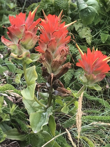 Castilleja litoralis (Castilleja litoralis)