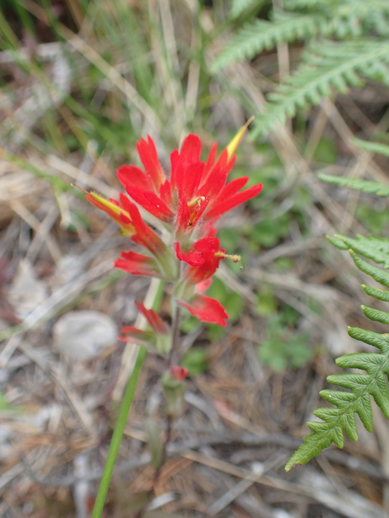 Castilleja litoralis (Castilleja litoralis)