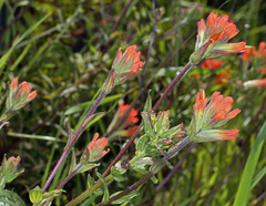 Castilleja litoralis (Castilleja litoralis)