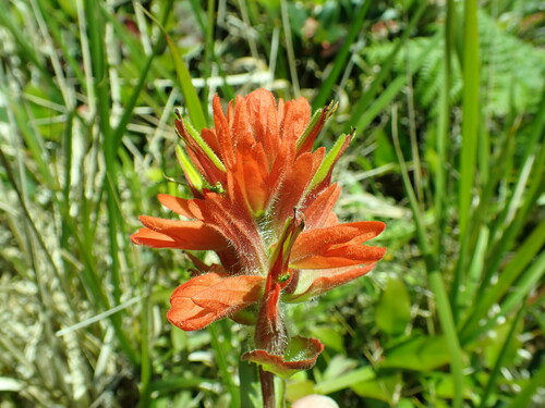 Castilleja litoralis (Castilleja litoralis)