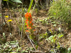 Castilleja litoralis (Castilleja litoralis)