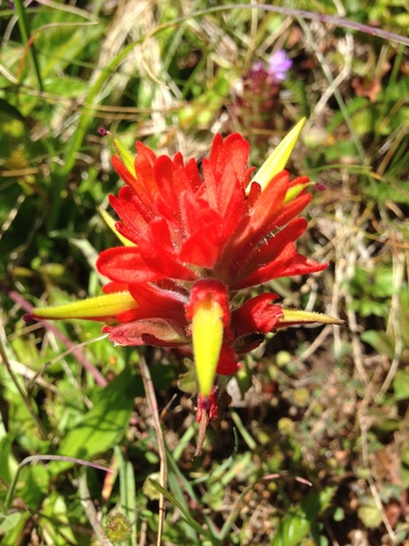 Castilleja litoralis (Castilleja litoralis)