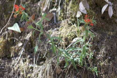 Castilleja martini (Castilleja martini)